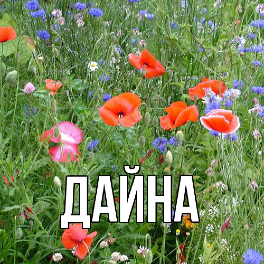 Открытка  с именем. Дайна, Главная  
