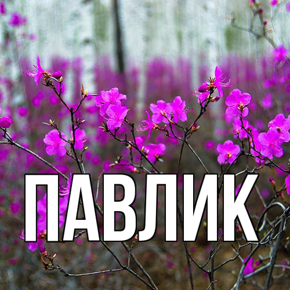 Открытка  с именем. Павлик, Главная  