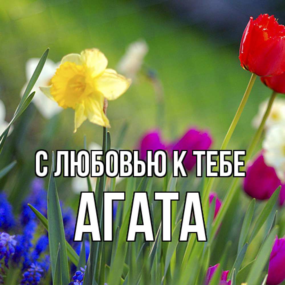 Открытка  с именем. Агата, С любовью к тебе  