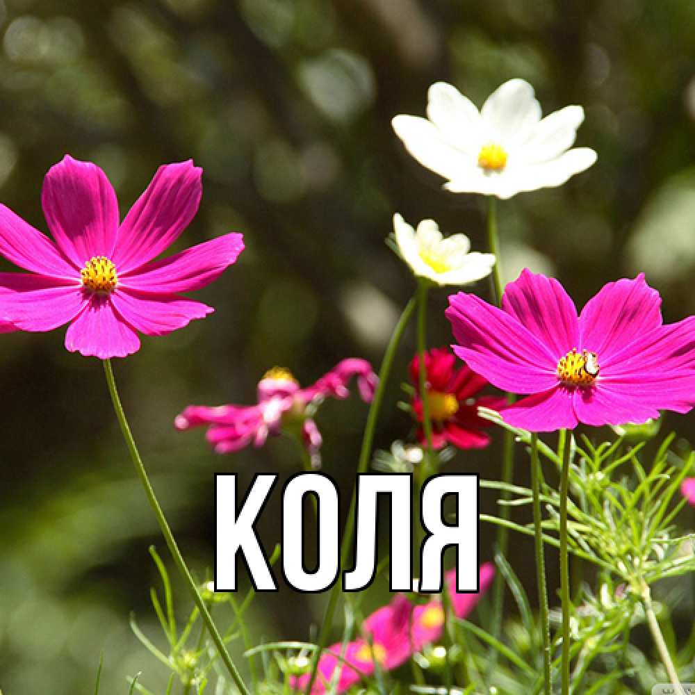 Открытка  с именем. коля, Главная  