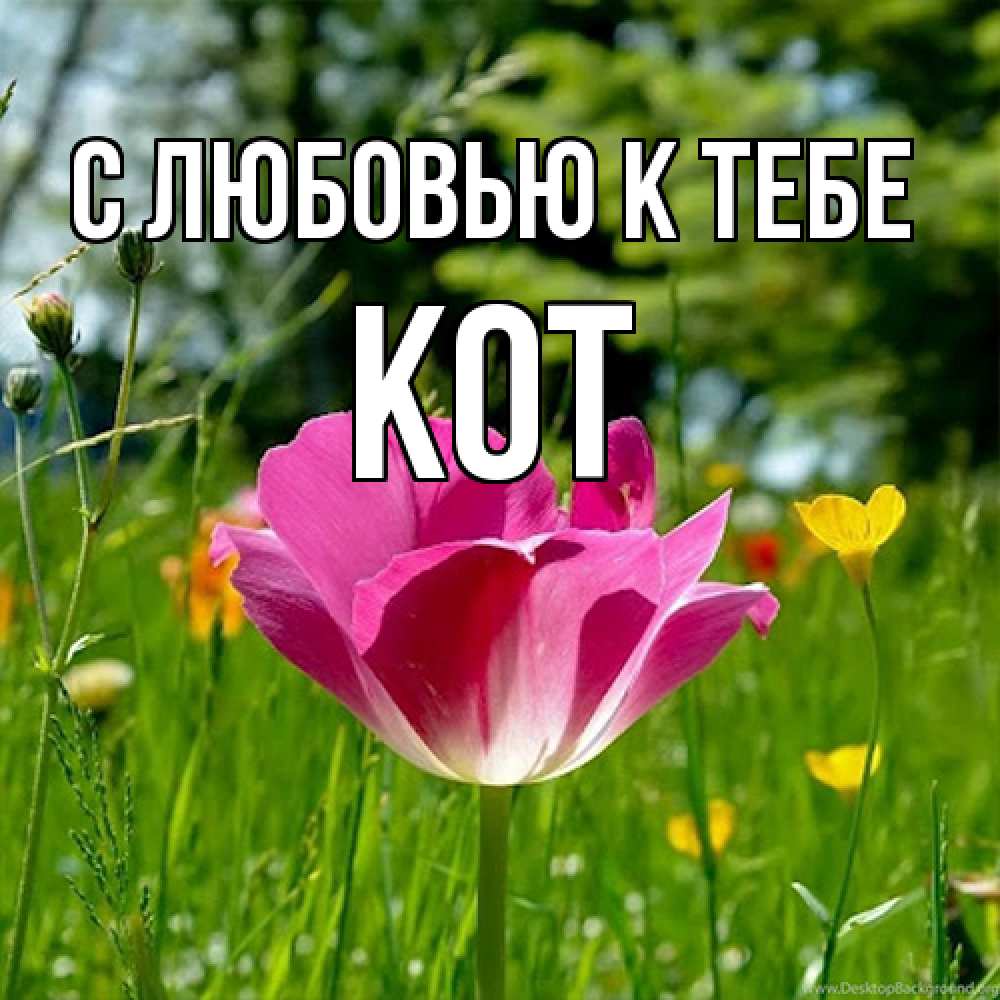Открытка  с именем. КОТ, С любовью к тебе  