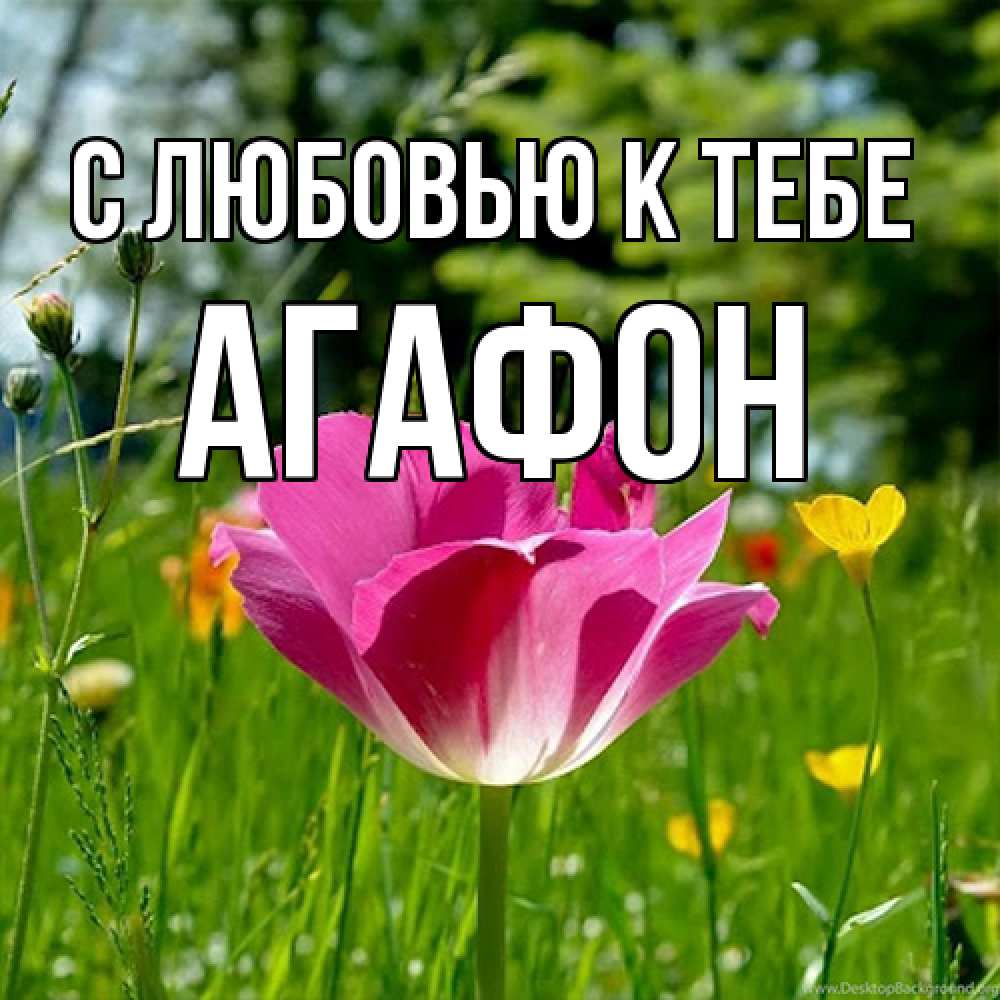Открытка  с именем. Агафон, С любовью к тебе  