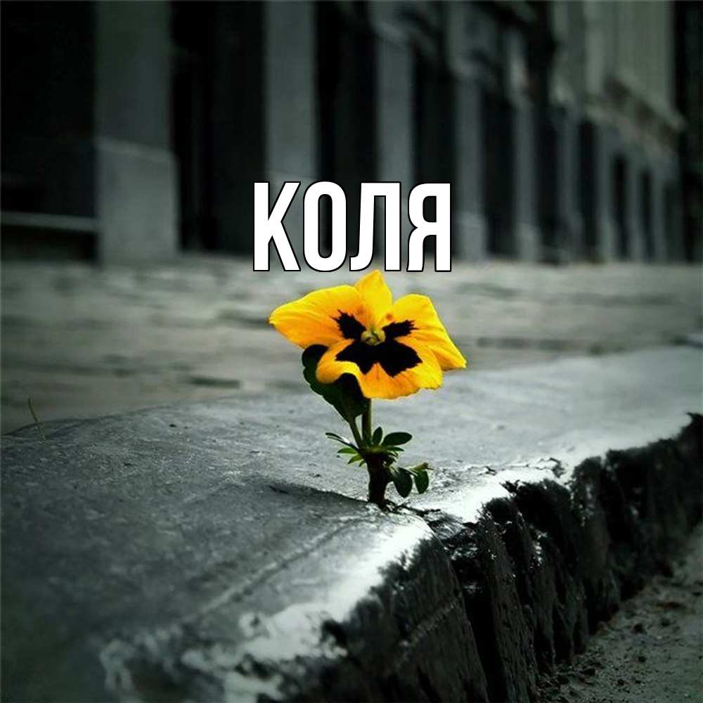 Открытка  с именем. коля, Главная  