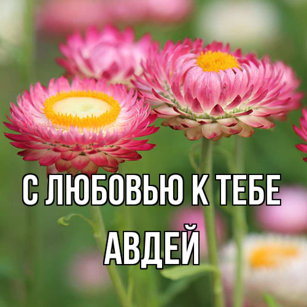 Открытка  с именем. Авдей, С любовью к тебе  