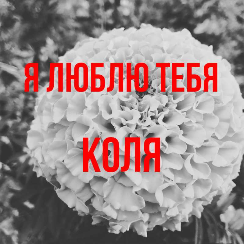 Картинка Я люблю тебя, коля