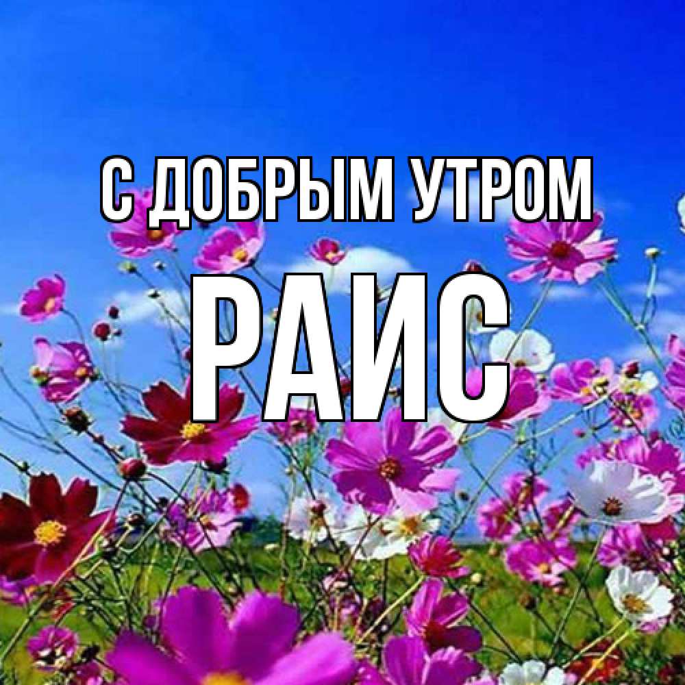 Открытка  с именем. Раис, С добрым утром  