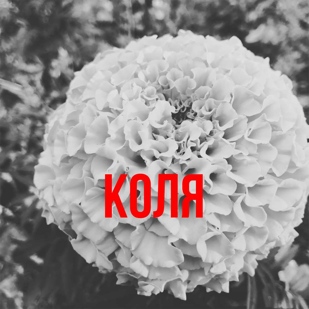 Открытка  с именем. коля, Главная  