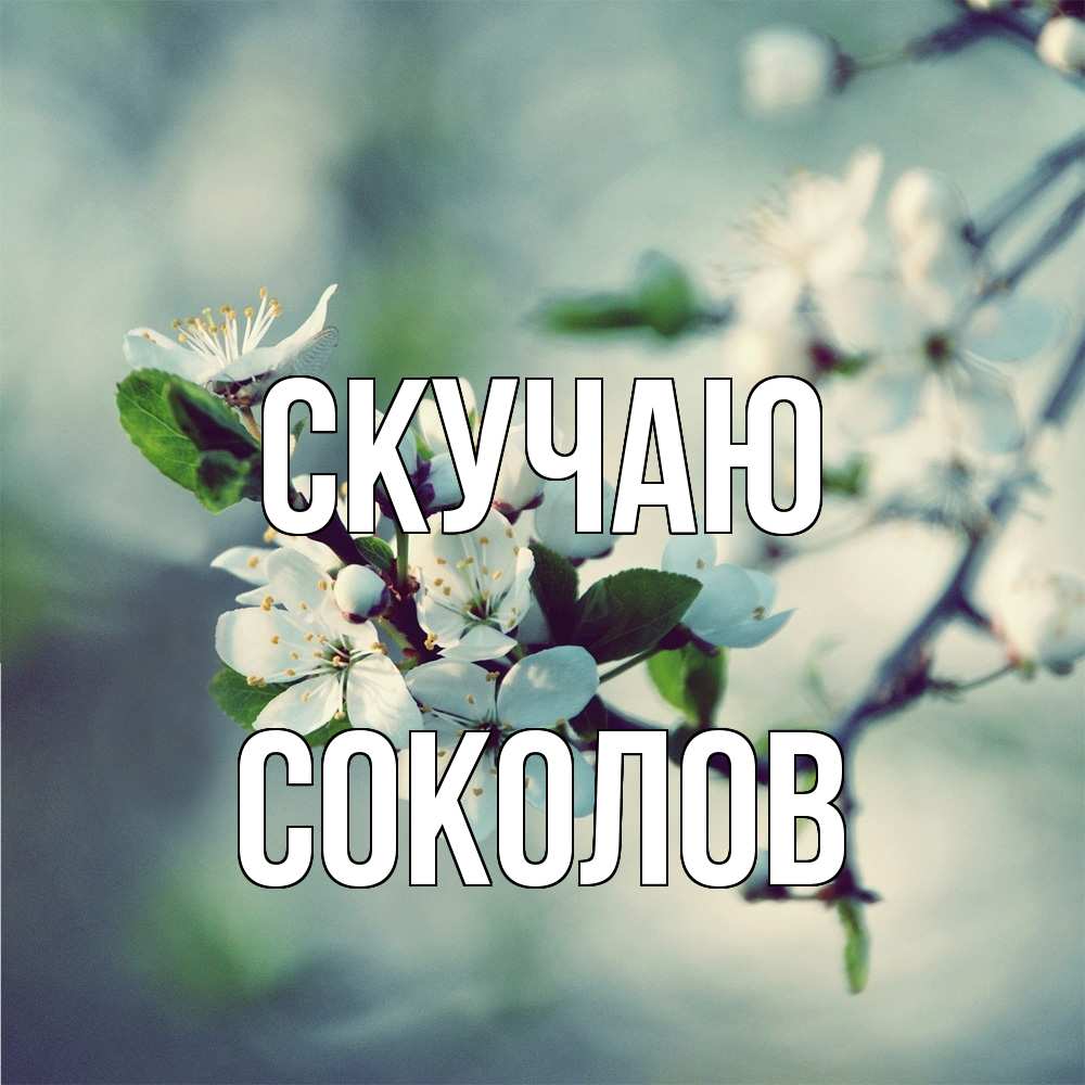 Открытка  с именем. Соколов, Скучаю  
