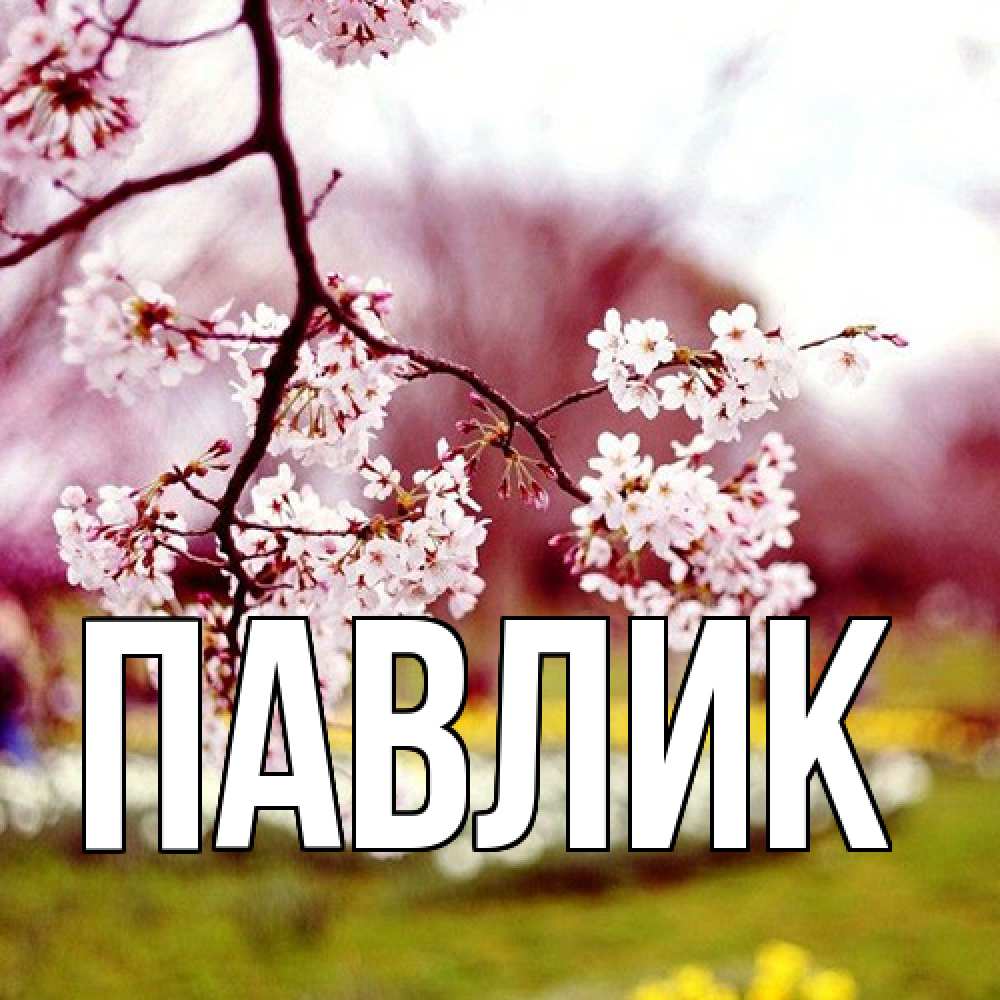 Открытка  с именем. Павлик, Главная  