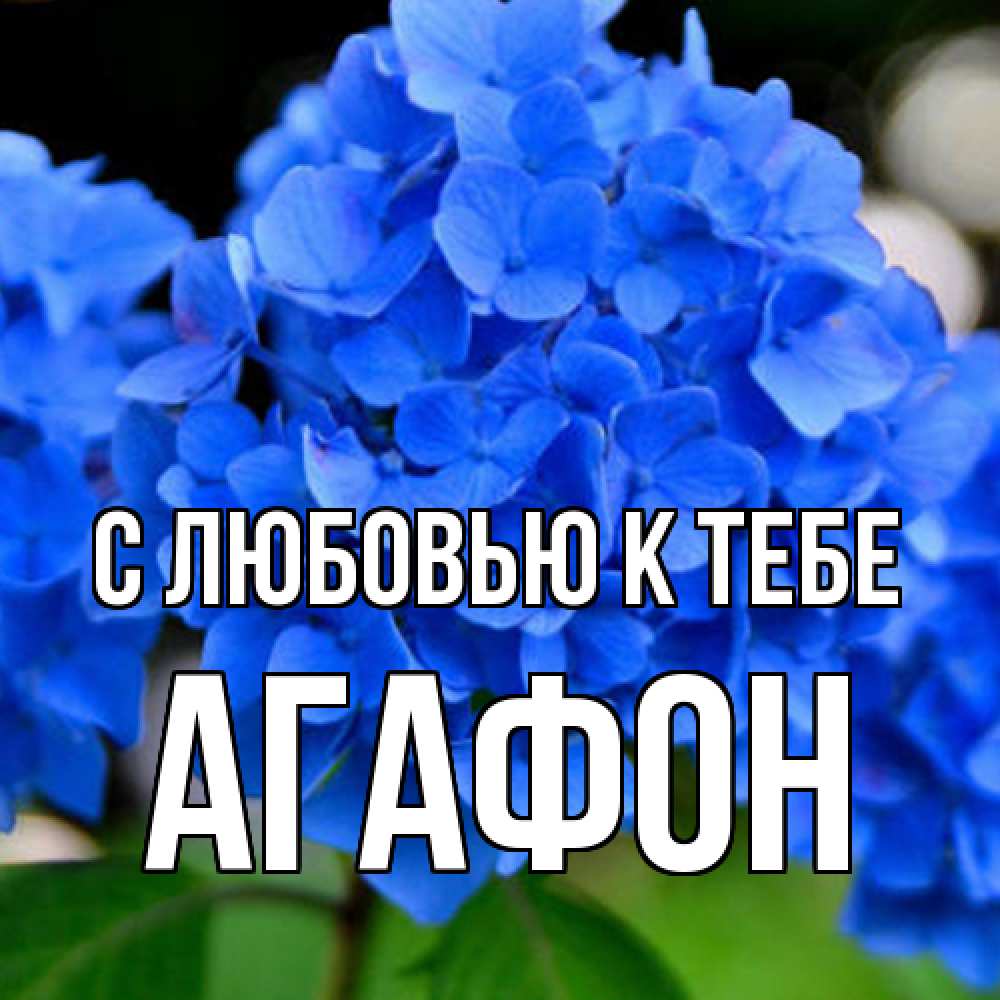 Открытка  с именем. Агафон, С любовью к тебе  
