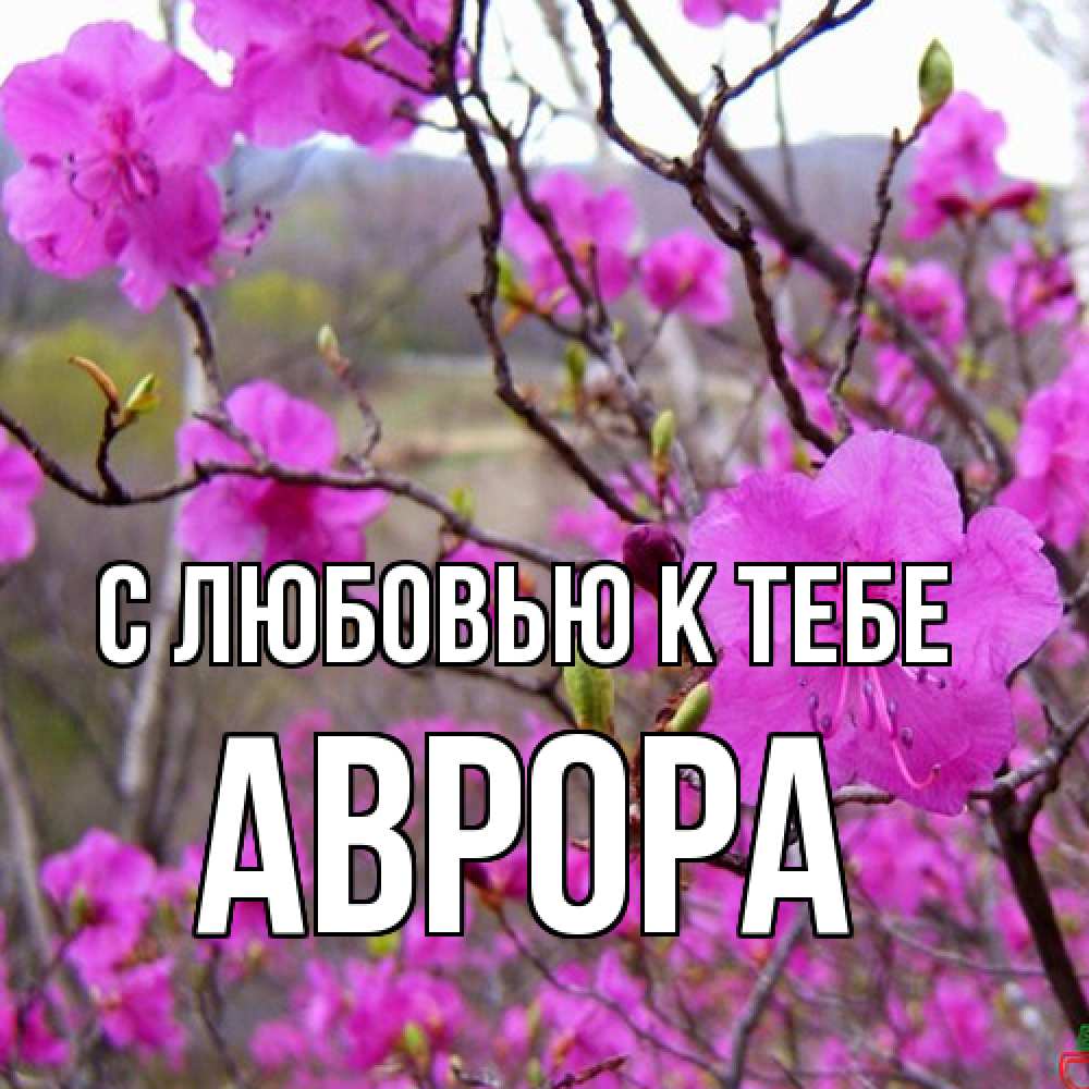 Открытка  с именем. Аврора, С любовью к тебе  