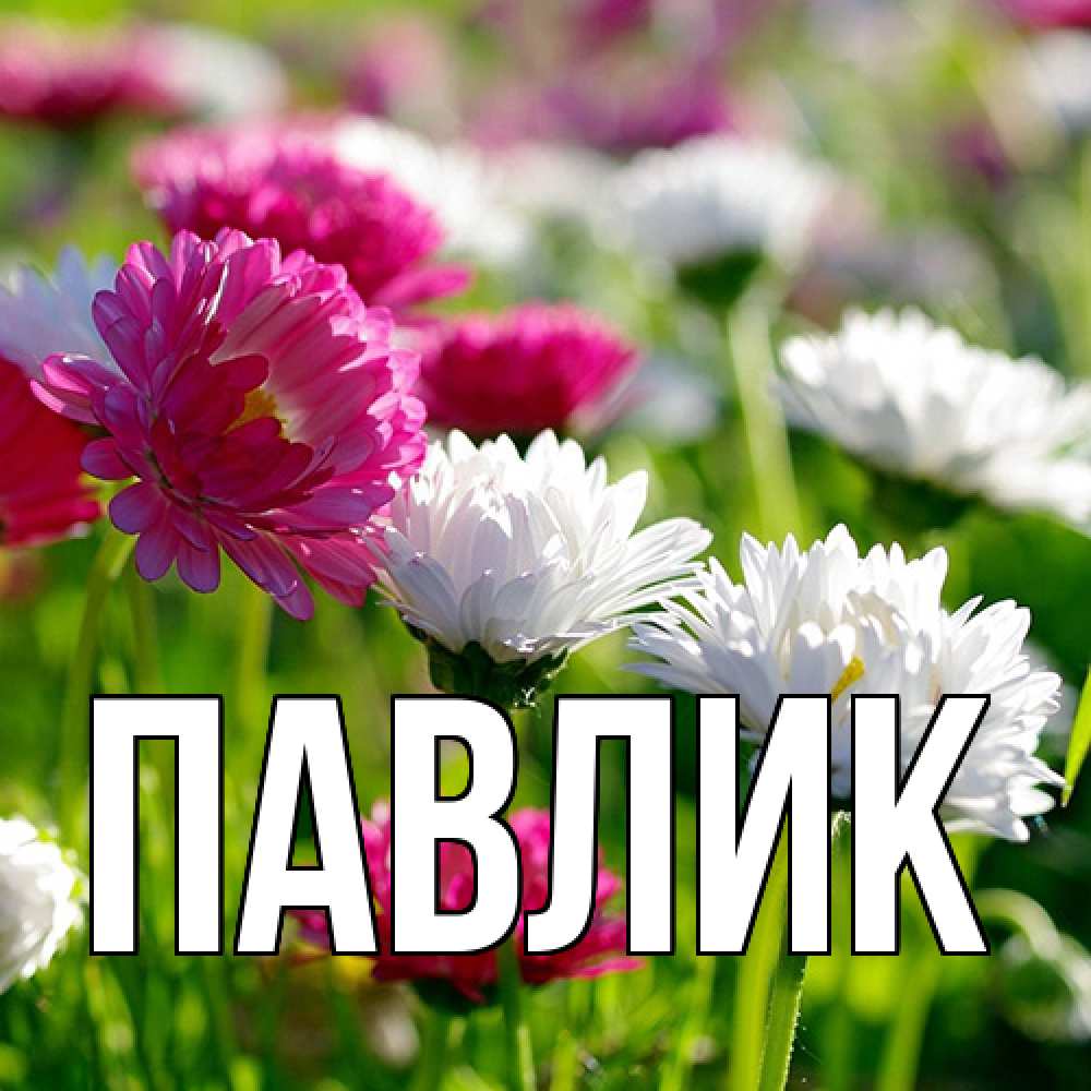 Открытка  с именем. Павлик, Главная  