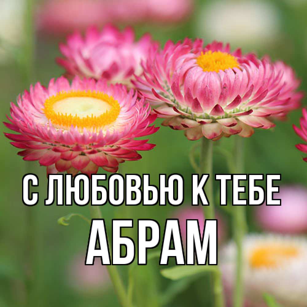 Открытка  с именем. Абрам, С любовью к тебе  