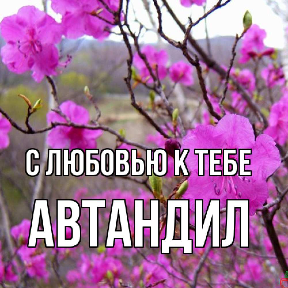 Открытка  с именем. Автандил, С любовью к тебе  
