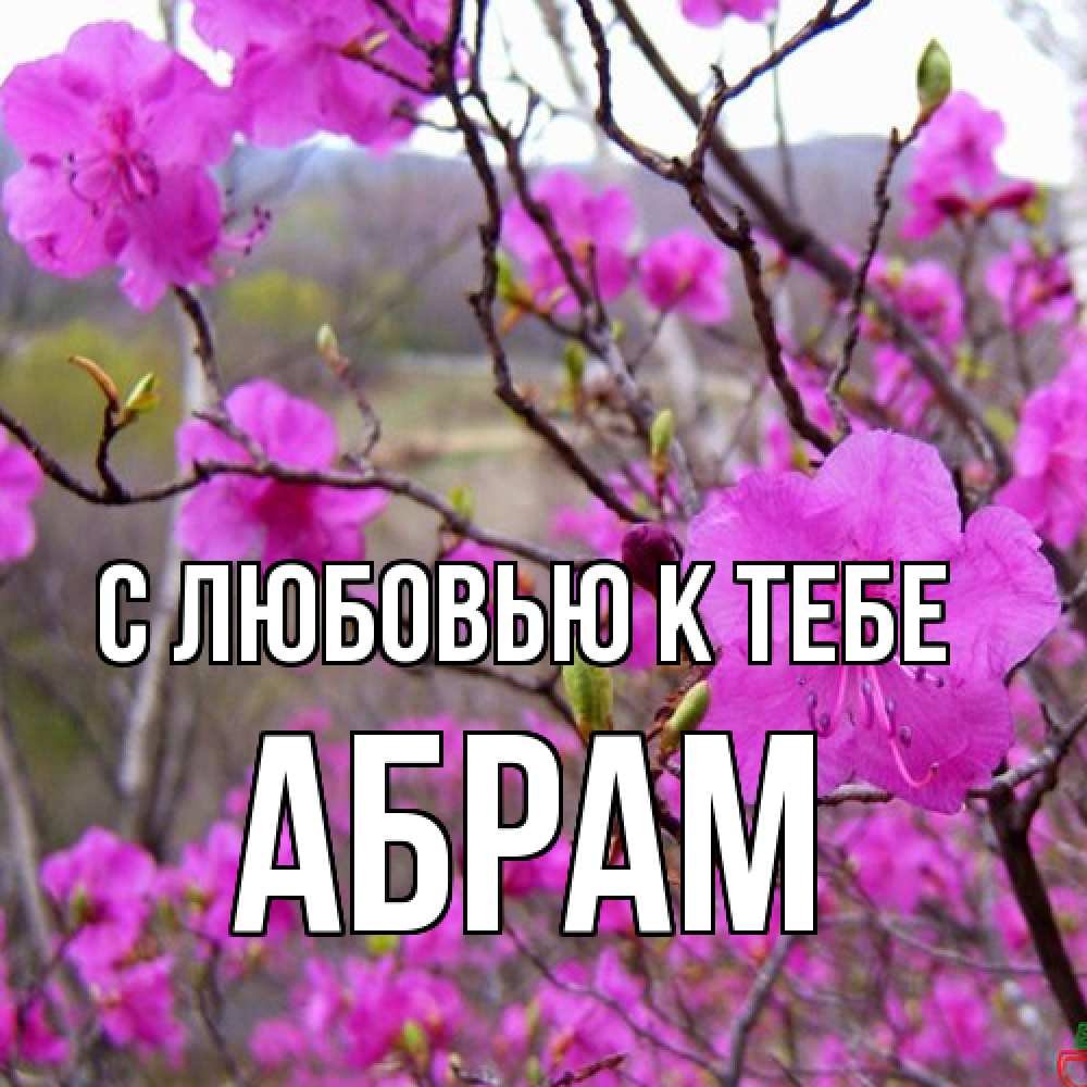 Открытка  с именем. Абрам, С любовью к тебе  
