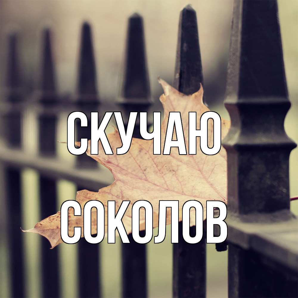 Открытка  с именем. Соколов, Скучаю  