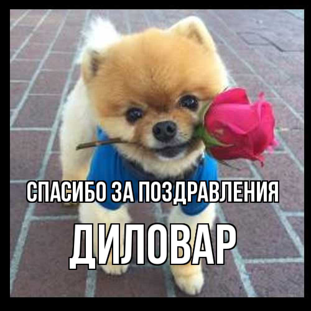 Открытка  с именем. Диловар, Спасибо за поздравления  