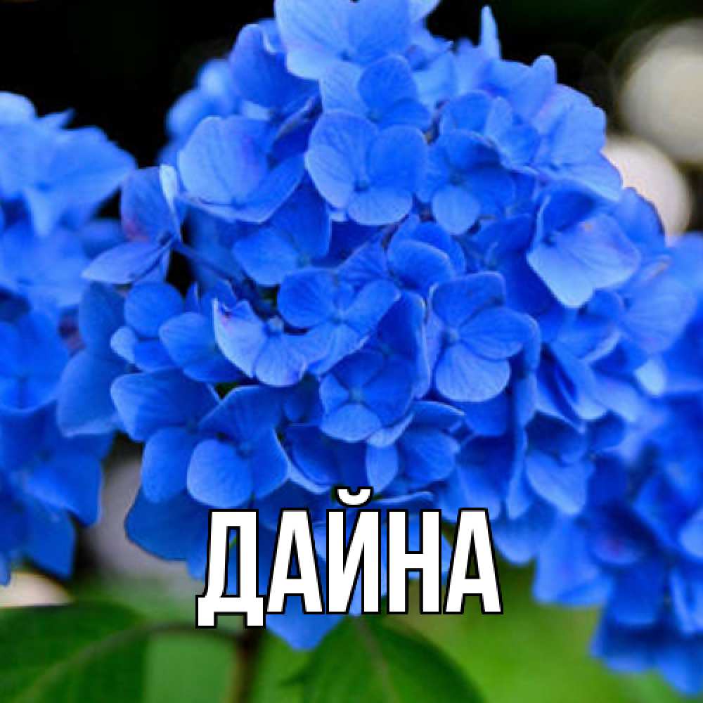 Открытка  с именем. Дайна, Главная  