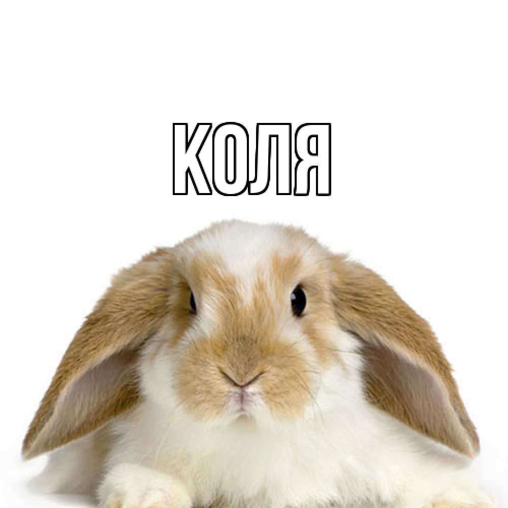 Открытка  с именем. коля, Главная  