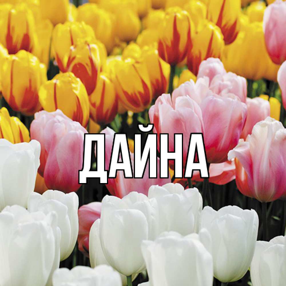 Открытка  с именем. Дайна, Главная  