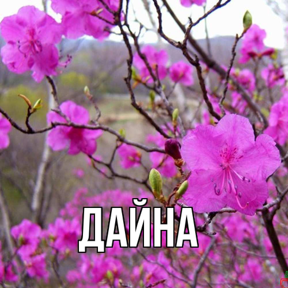 Открытка  с именем. Дайна, Главная  