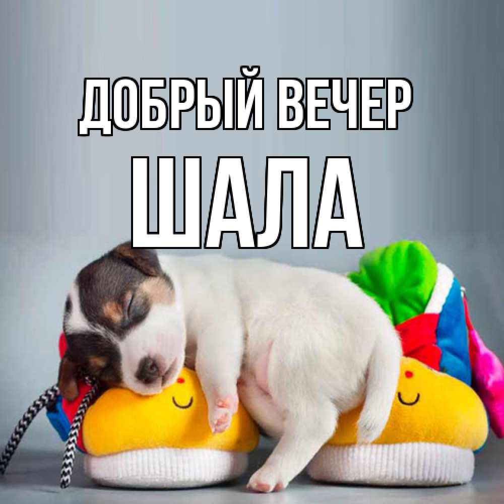 Открытка  с именем. Шала, Добрый вечер  