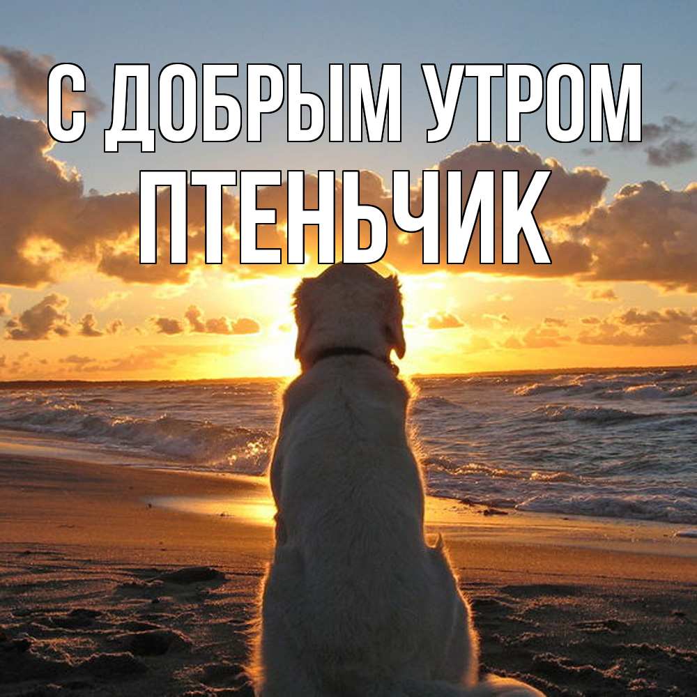 Открытка  с именем. Птеньчик, С добрым утром  