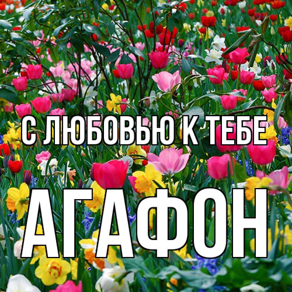 Открытка  с именем. Агафон, С любовью к тебе  