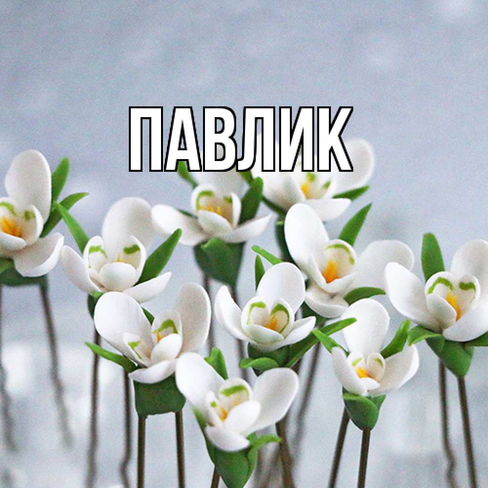 Открытка  с именем. Павлик, Главная  