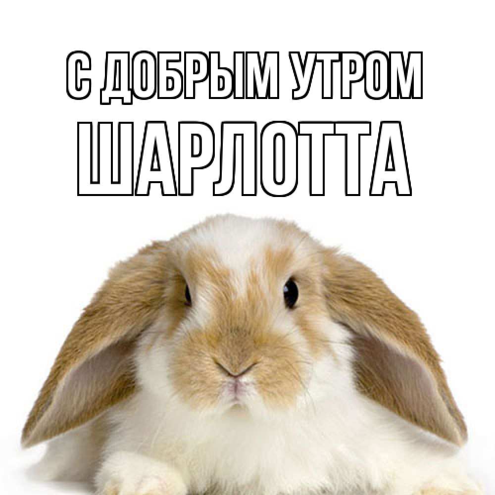 Открытка  с именем. Шарлотта, С добрым утром  