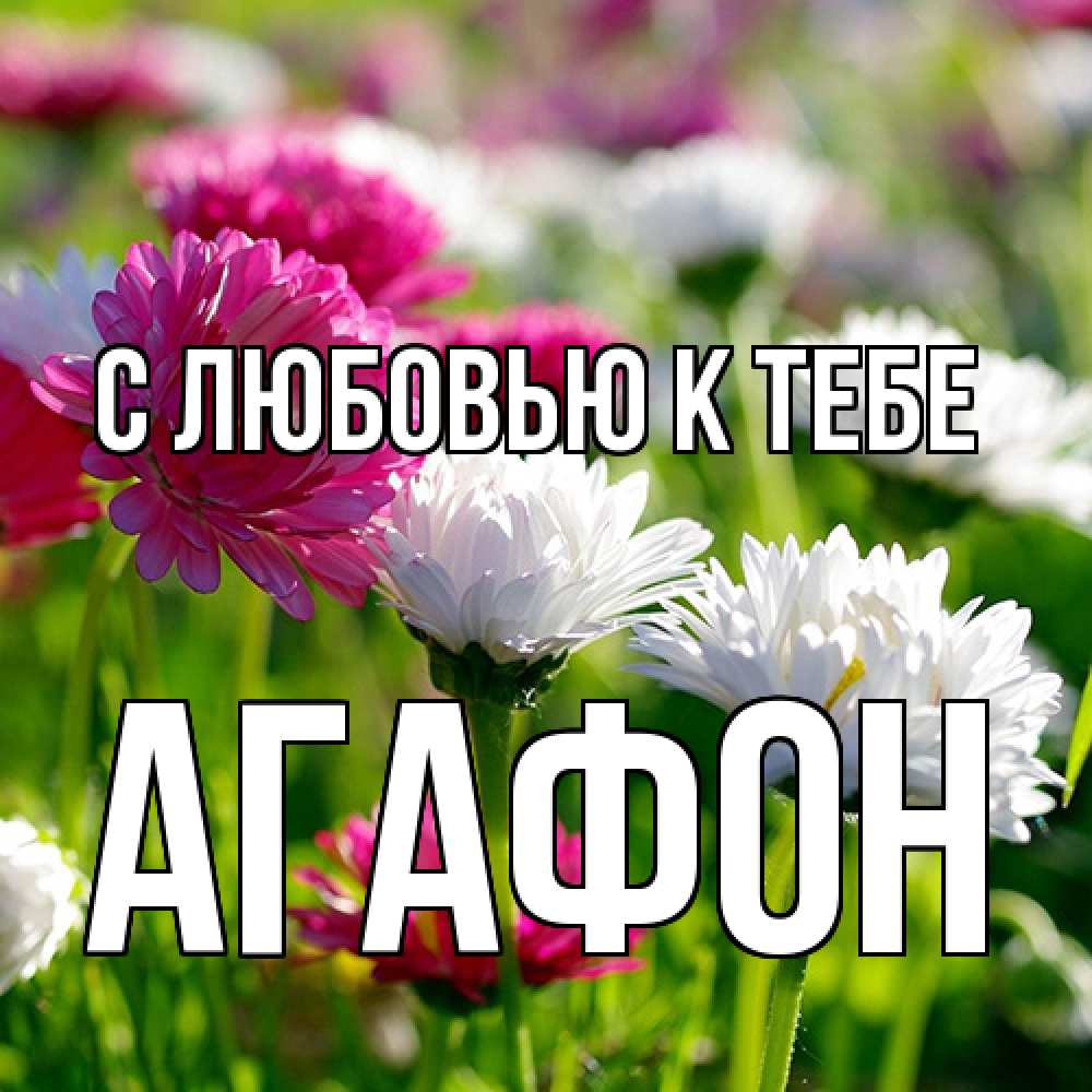 Открытка  с именем. Агафон, С любовью к тебе  