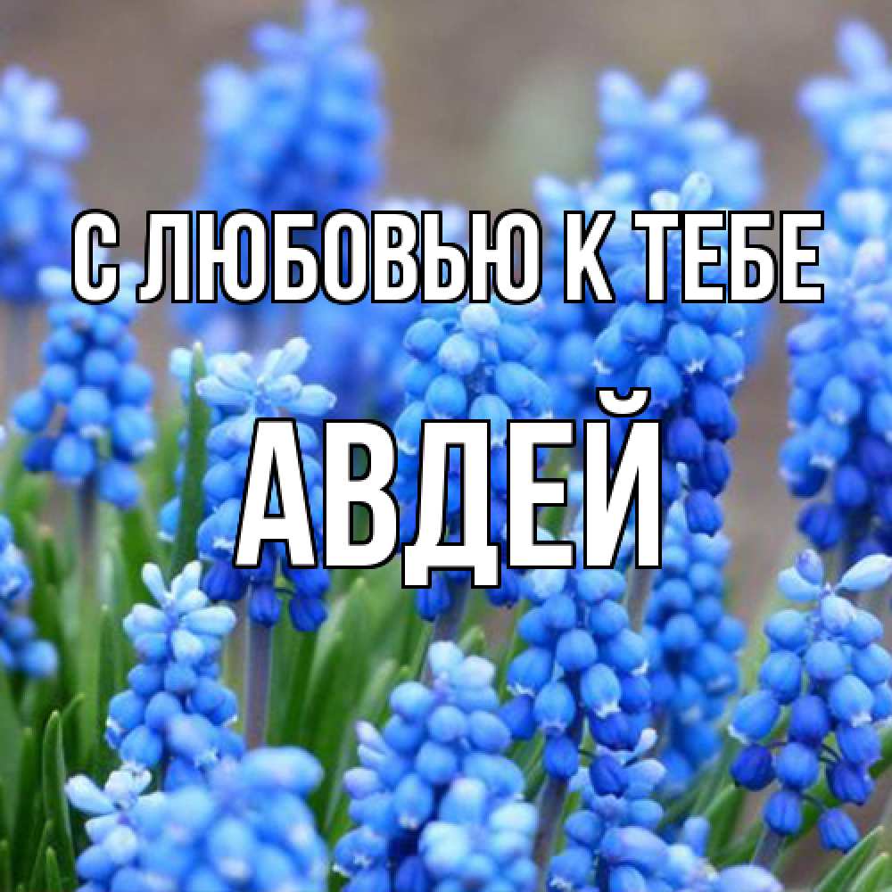 Открытка  с именем. Авдей, С любовью к тебе  