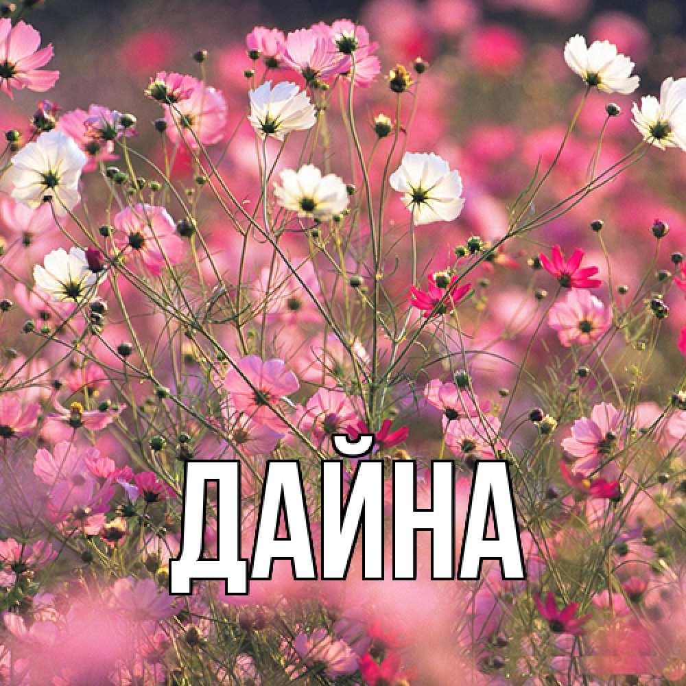 Открытка  с именем. Дайна, Главная  