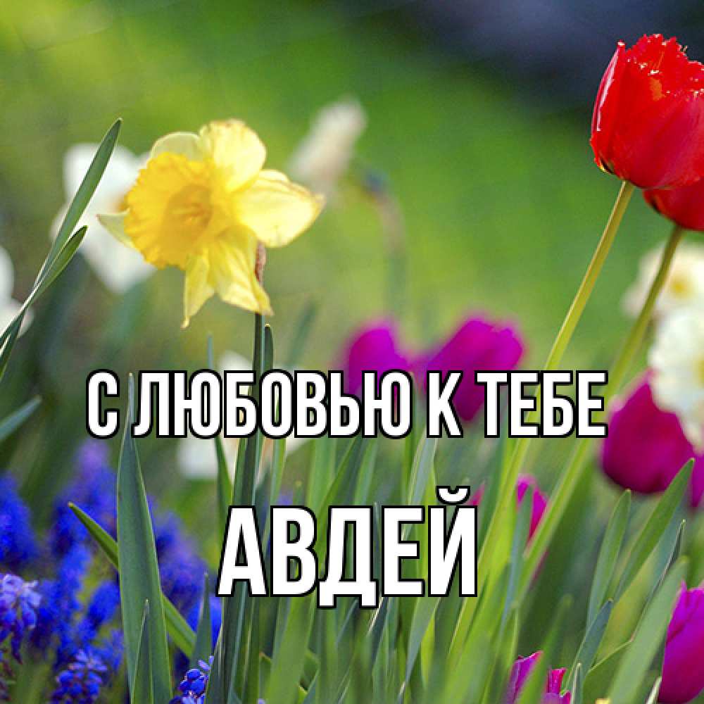 Открытка  с именем. Авдей, С любовью к тебе  