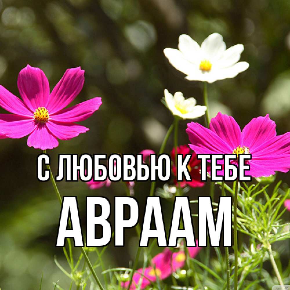 Открытка  с именем. Авраам, С любовью к тебе  