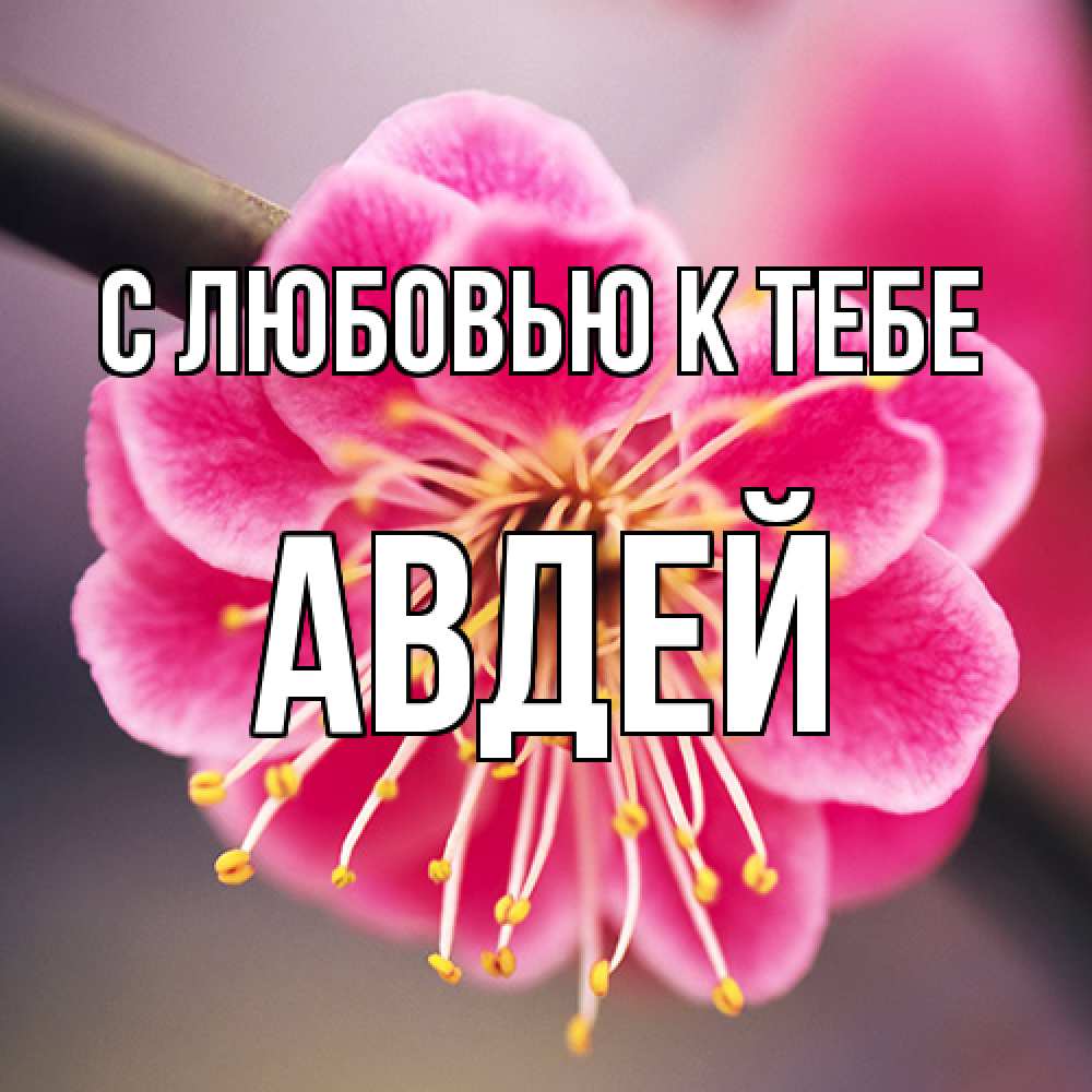 Открытка  с именем. Авдей, С любовью к тебе  