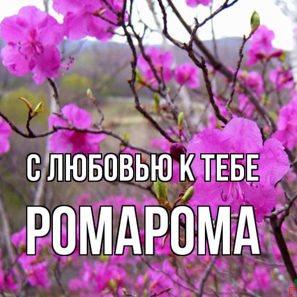 Открытка  с именем. РомаРома, С любовью к тебе  
