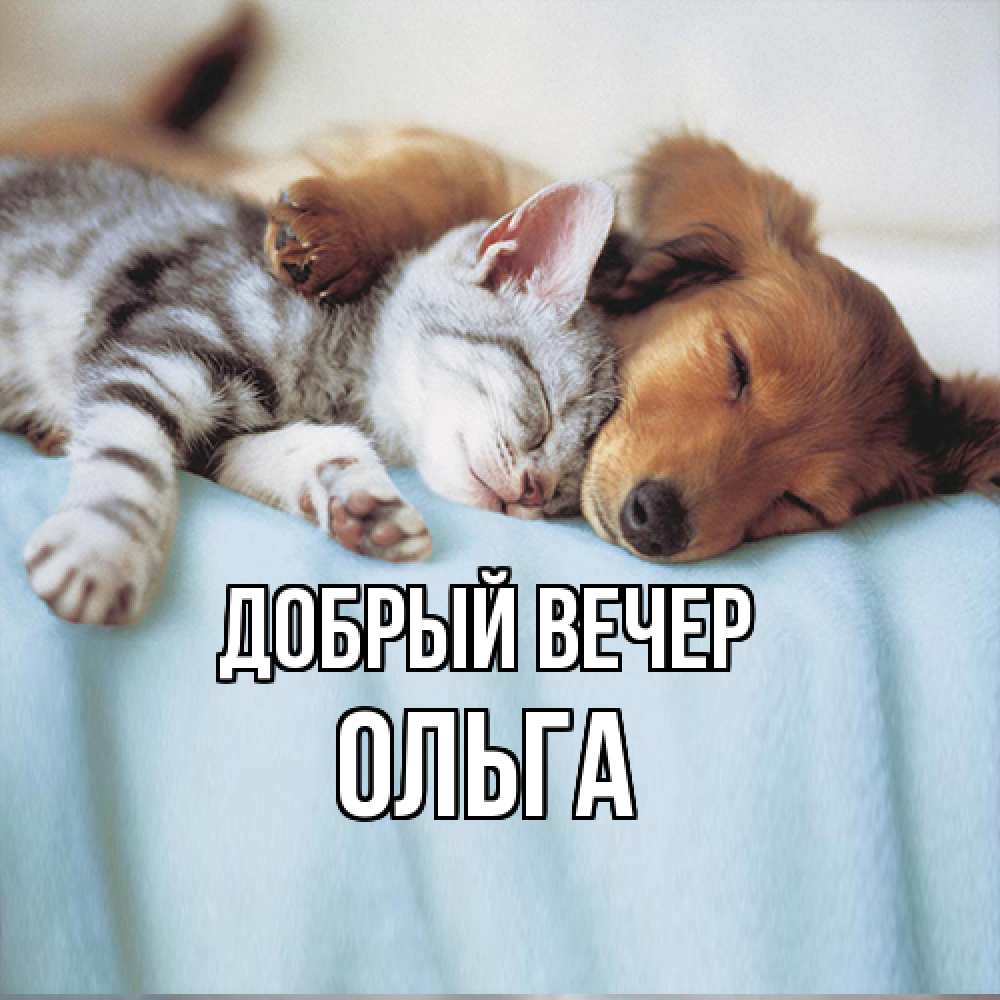 Открытка  с именем. Ольга, Добрый вечер  