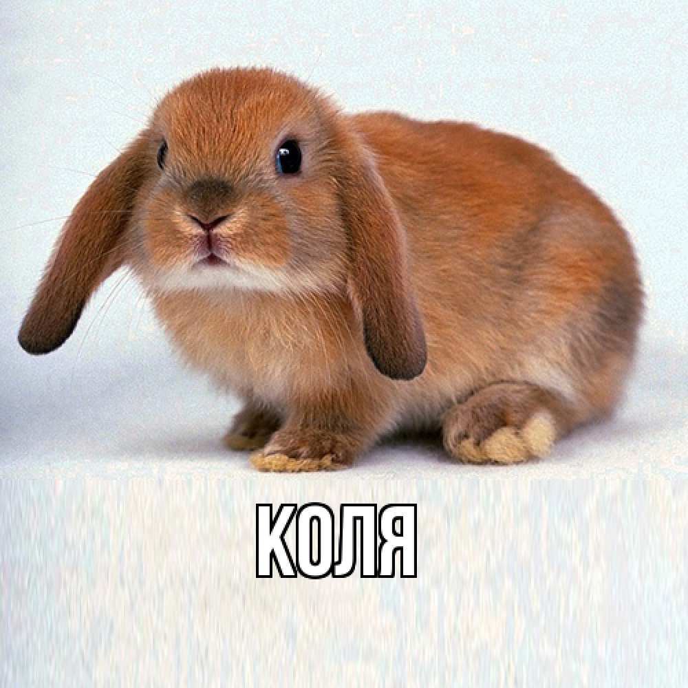 Открытка  с именем. коля, Главная  