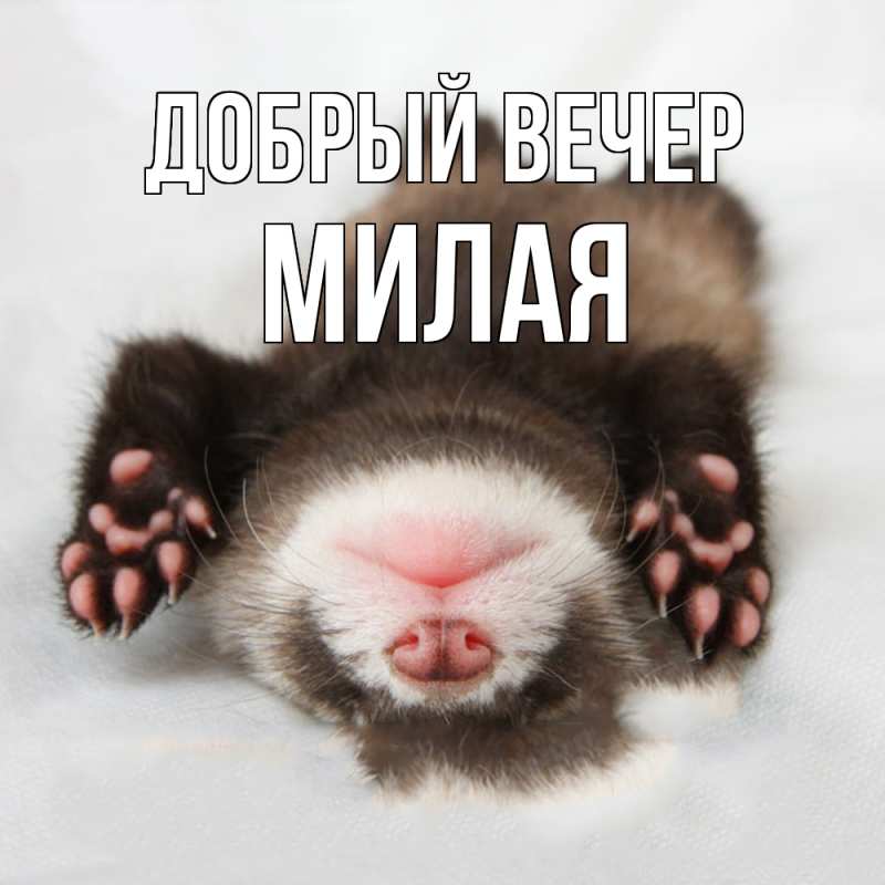Картинка Добрый вечер, Милая