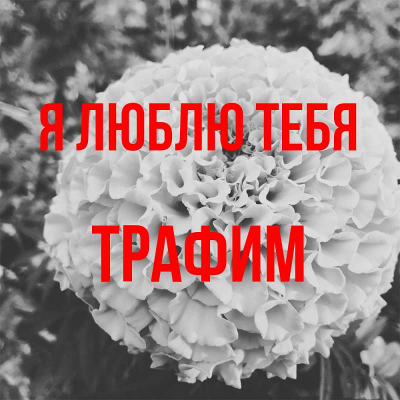 Картинка Я люблю тебя, трафим