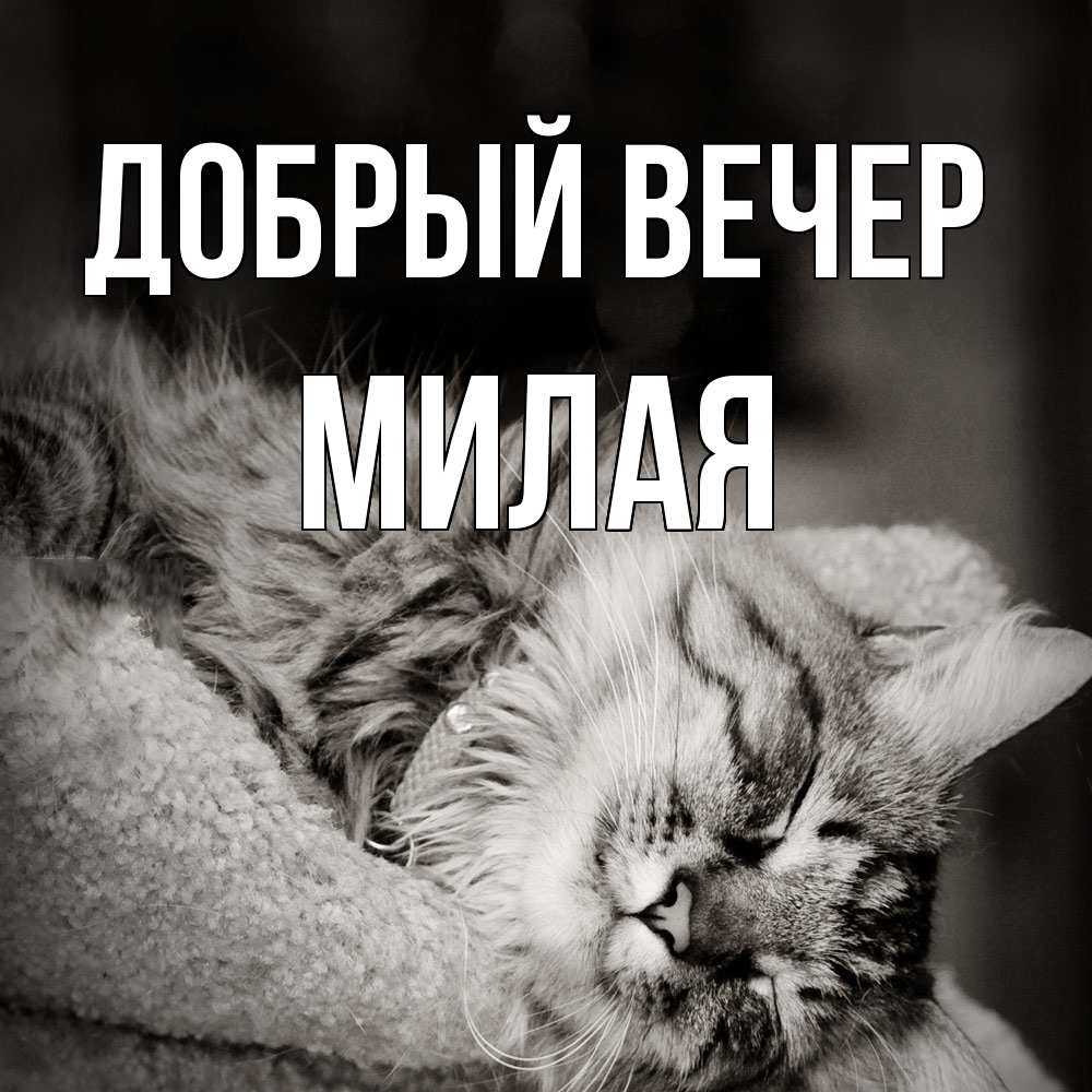Открытка  с именем. Милая, Добрый вечер  