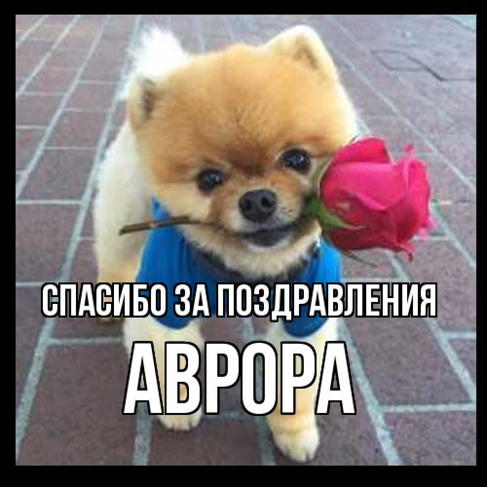 Открытка  с именем. Аврора, Спасибо за поздравления  