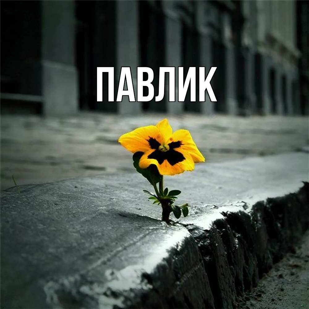 Открытка  с именем. Павлик, Главная  