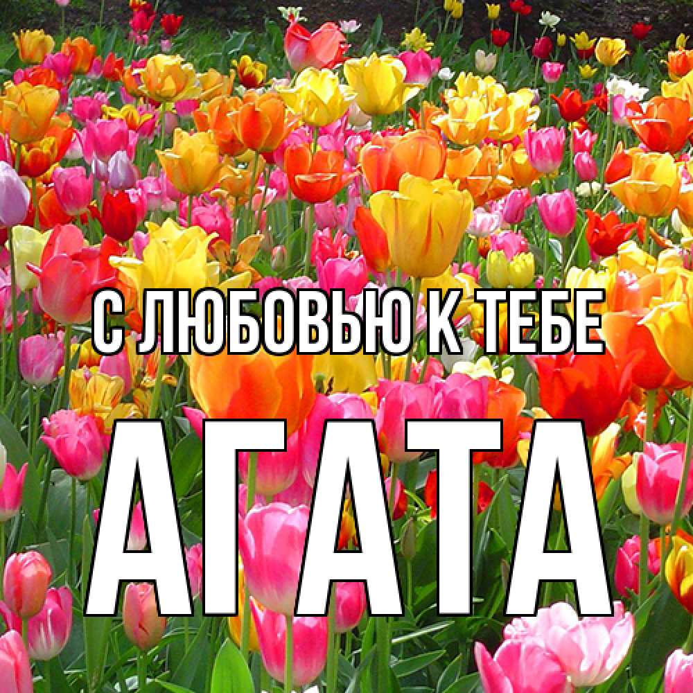 Открытка  с именем. Агата, С любовью к тебе  