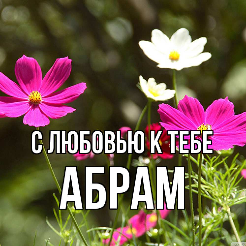 Открытка  с именем. Абрам, С любовью к тебе  