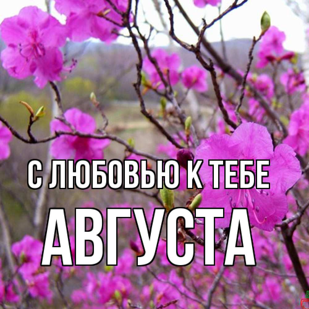 Открытка  с именем. Августа, С любовью к тебе  