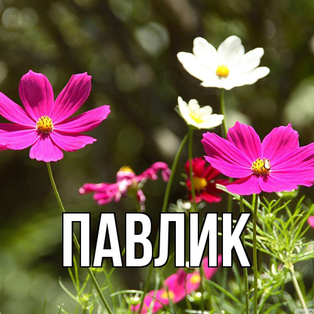 Открытка  с именем. Павлик, Главная  