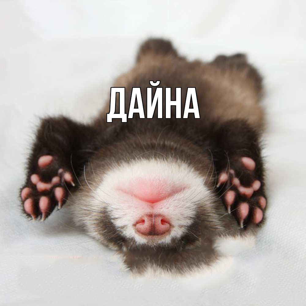 Открытка  с именем. Дайна, Главная  