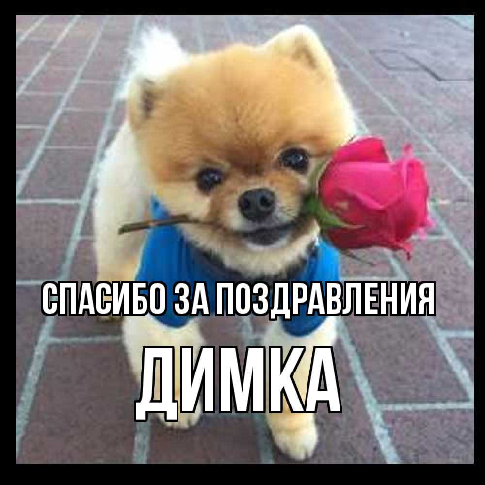 Открытка  с именем. ДИМКА, Спасибо за поздравления  
